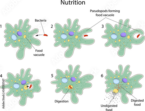 Nutrition of Amoeba
