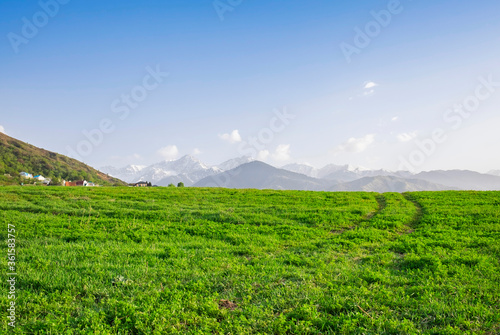 Road through field. Summer landscape, green grass, mountains on the background.