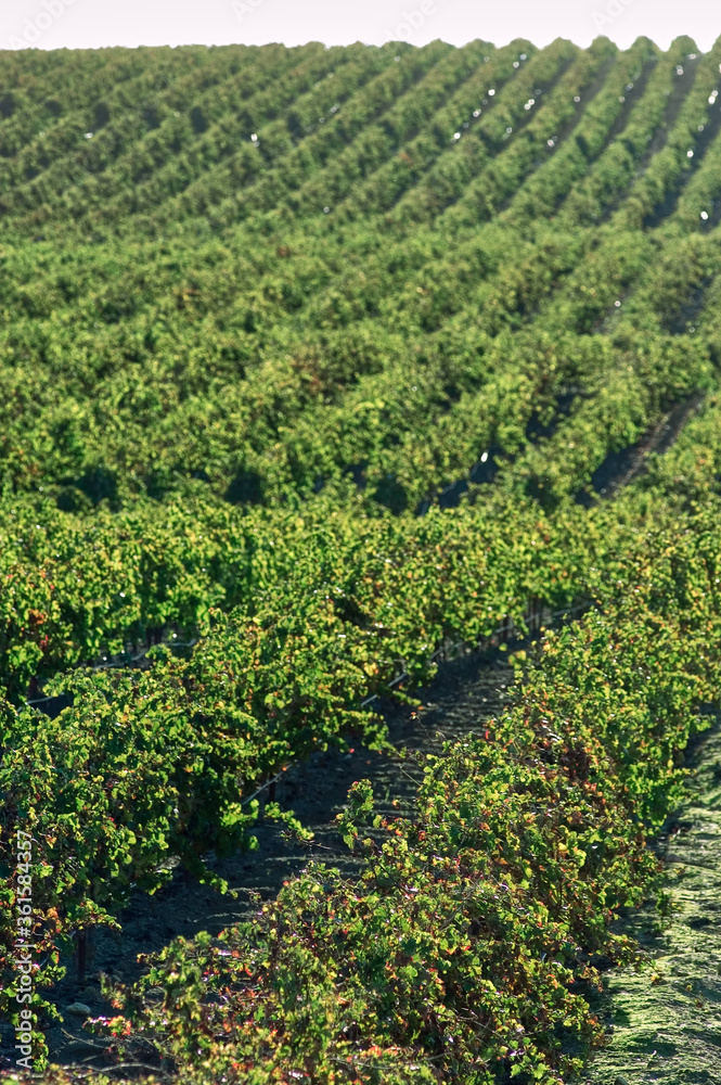 Viñedos en Cádiz