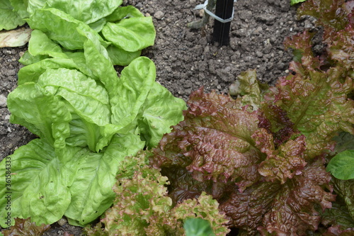 Chili und Salat photo