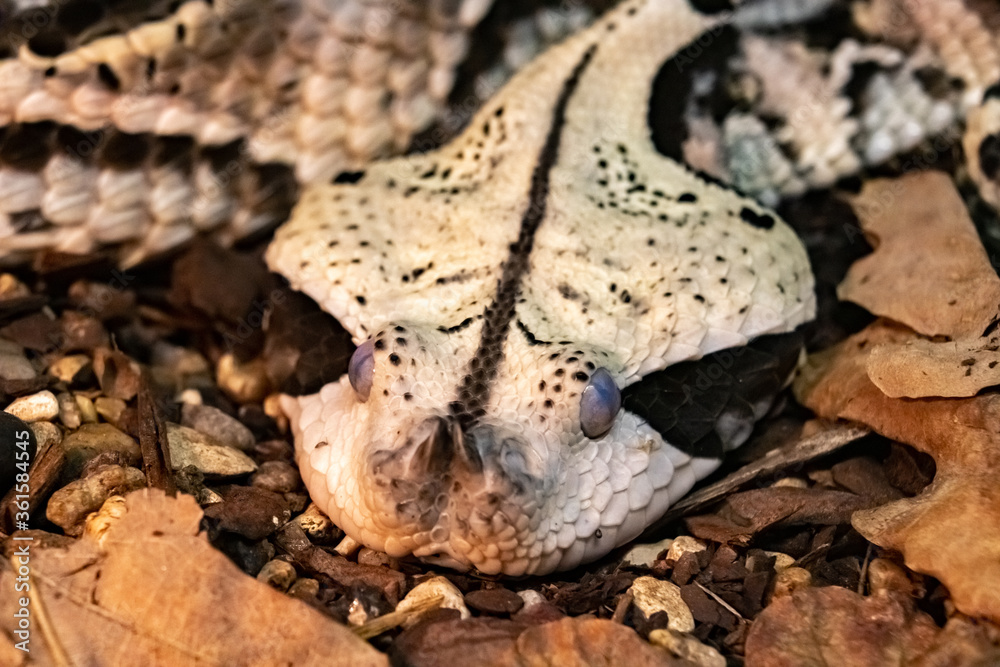 the flat Head of a venomous Gabonese Viper curled up on the ground.Bitis gabonica. close up. the flat Head of a venomous Gabonese Viper curled up on the ground.Bitis gabonica. close up.
