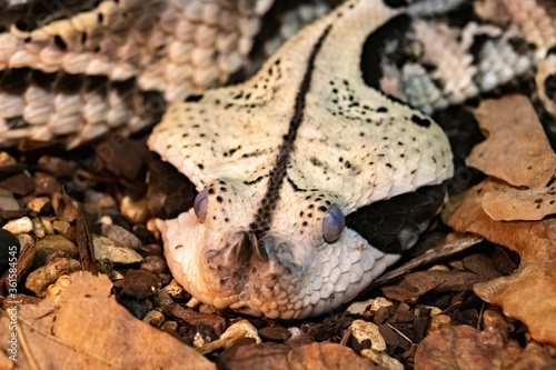 Fotografie the flat Head of a venomous Gabonese Viper curled up on the ground