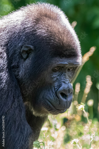 a gorilla outdoors © Ralph Lear