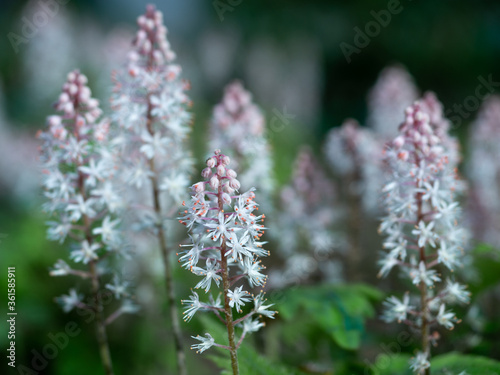 Blooming heartleaf foamflower or false miterwort in spring. Close-up of flowering Tiarella cordifolia. Selective focus with blurred background. Shallow depth of field. photo