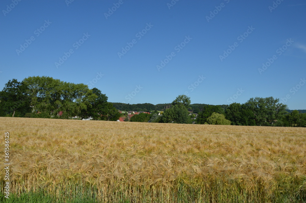 Obraz premium Grain field and blue sky in Kalletal-Bentorf, Germany 