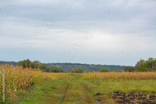 The landscape in the village is the beginning of a field with ripe golden wheat. Agrarian country