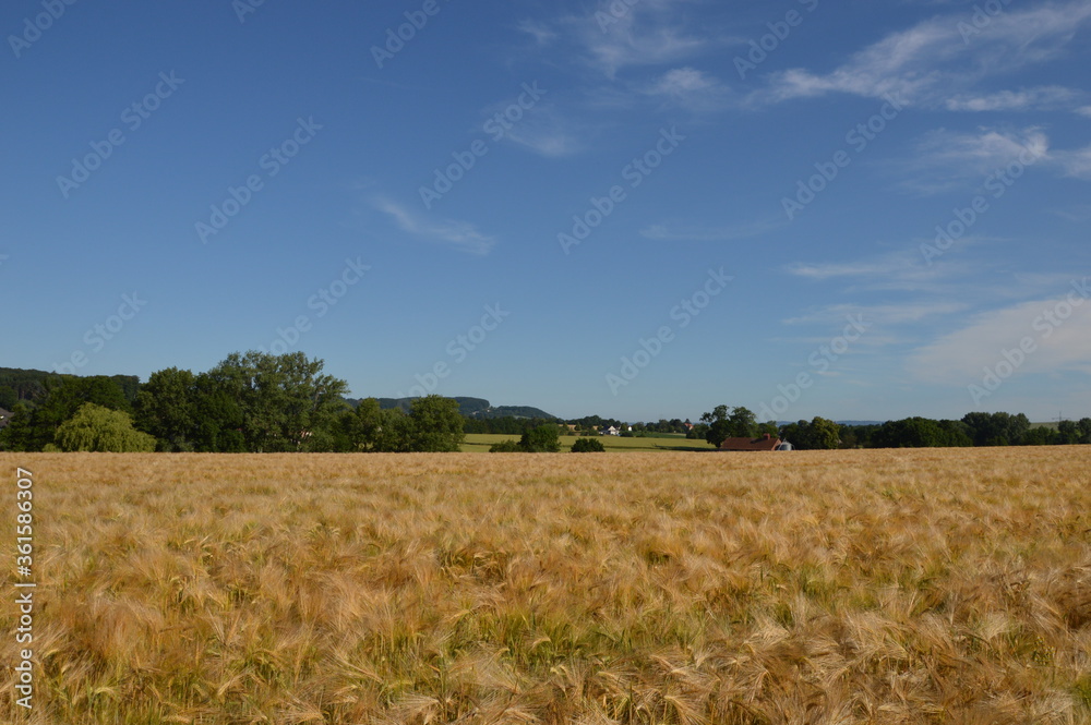Grain field in Kalletal-Bentorf, Germany
