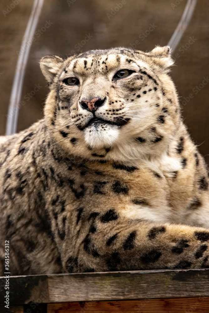 Portrait of a gorgeous snow leopard on the shoulder quietly lying in the cage of the zoo. IRBIS. close-up. Portrait of a gorgeous snow leopard on the shoulder quietly lying in the cage of the zoo. IRBIS. close-up.
