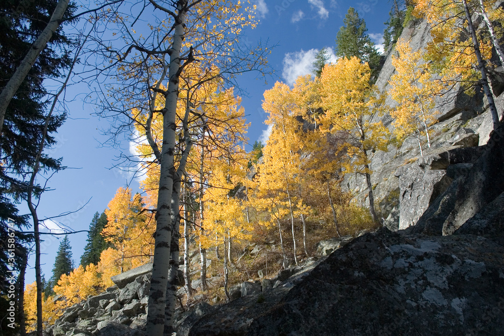aspen trees in fall on steep hillside