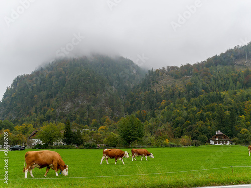 Cows graze on a field in Austria,