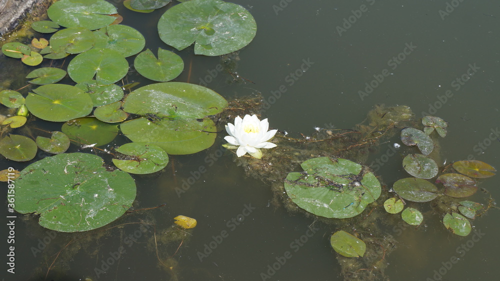 lily pad swamp lily pad swamp