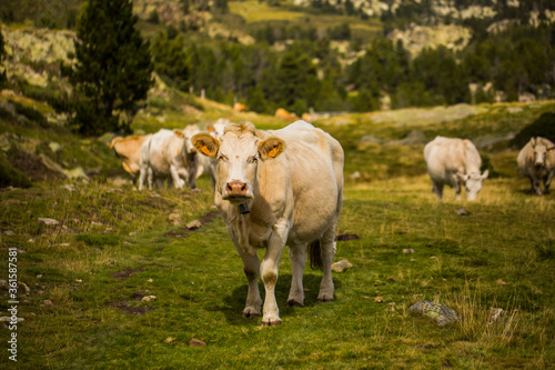 Mountain cow in La Cerdanya, Barcelona, Spain