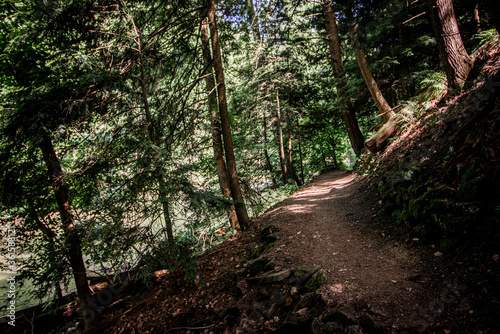 path in the woods