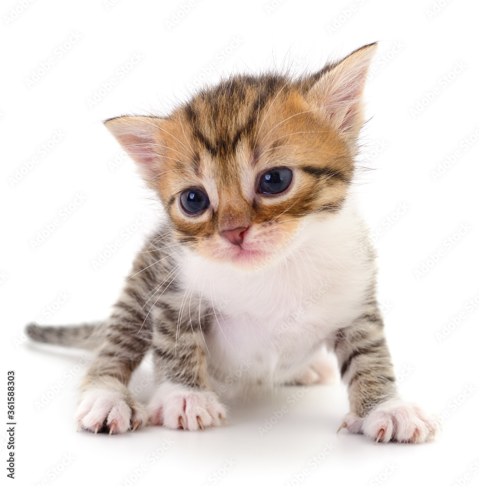 Kitten on white background.