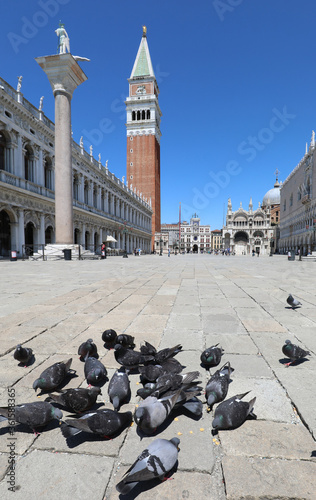 Birds in Venice without turist because there is CoronaVirus Outb photo