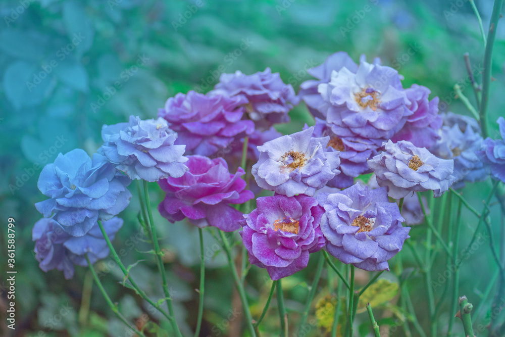 Shocking Blue rose flowers in the garden Stock Photo | Adobe Stock