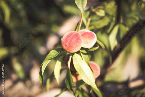 Organic peach on branch