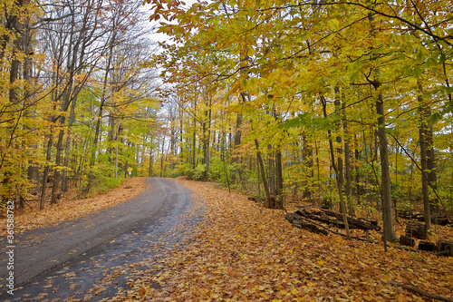 Country road with road signs and trees on both sides, King City, Ontario, Canada. © Elton