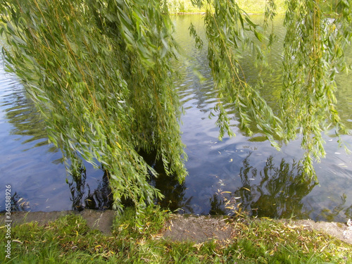 Fototapeta Naklejka Na Ścianę i Meble -  Beautiful summer landscape by a pond on a Sunny summer day