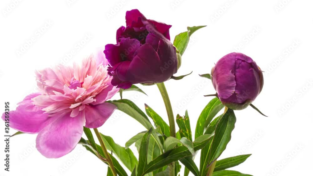 Beautiful pink Peony bouquet background. Blooming peony flowers open, time lapse, close-up. Wedding backdrop, Valentine's Day concept. 4K UHD video timelapse Beautiful pink Peony bouquet background. Blooming peony flowers open, time lapse, close-up. Wedding backdrop, Valentine's Day concept. 4K UHD video timelapse