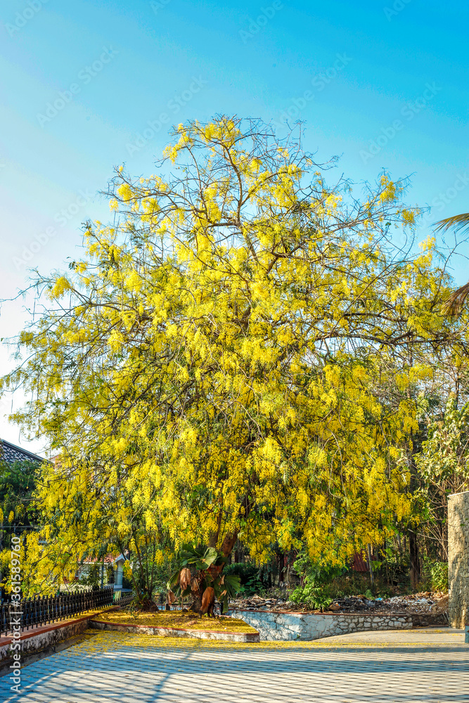 Naklejka premium Golden shower tree