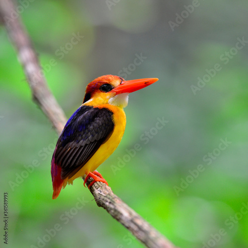 Black-backed Kingfisher, ceyx erithacus, a lovely multicolor bird perching on the hanging branch taken from Kaeng Krachan National park, bird