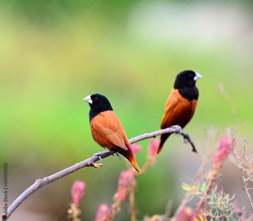Black-headed Munia bird or Chestnut Munia perching on the brach with nice pink flower around Black-headed Munia bird or Chestnut Munia perching on the brach with nice pink flower around