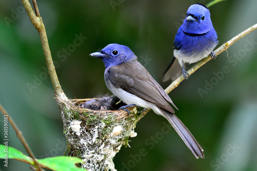 Black-naped Monarch or black-naped blue flycatcher, hypothymis azurea, asian paradise flycatcher, guarding its chicks in their nest in the feeding period photo