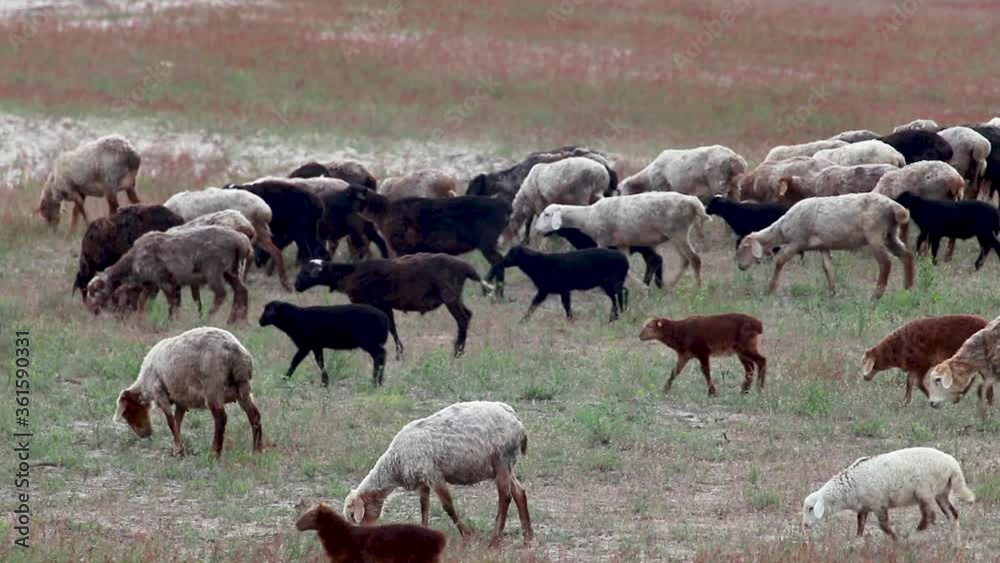 Young goats walking on pasture field with green and red grass. Kitsevka desert hilly sands in Ukraine, Kharkiv region landscape Young goats walking on pasture field with green and red grass. Kitsevka desert hilly sands in Ukraine, Kharkiv region landscape
