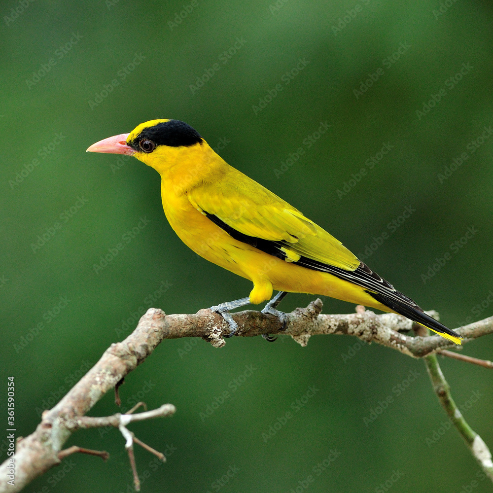 Ταπετσαρία Black-naped Oriole, beautiful bright yellow bird (Oriolus chinensis) on nice bra