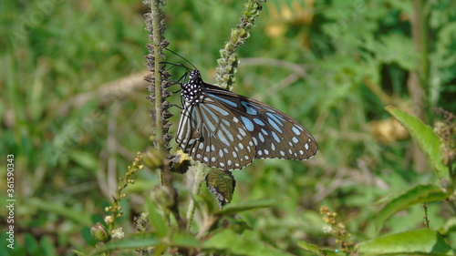 butterfly on the grass