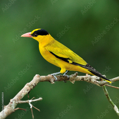 Φωτογραφία Black-naped Oriole, beautiful bright yellow bird (Oriolus chinensis) on nice bra