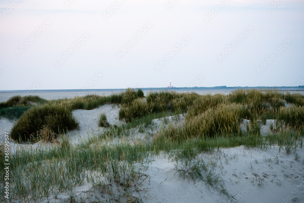 Dune landscape in St. Peter Ording with the lighthouse of Westerhever in the background