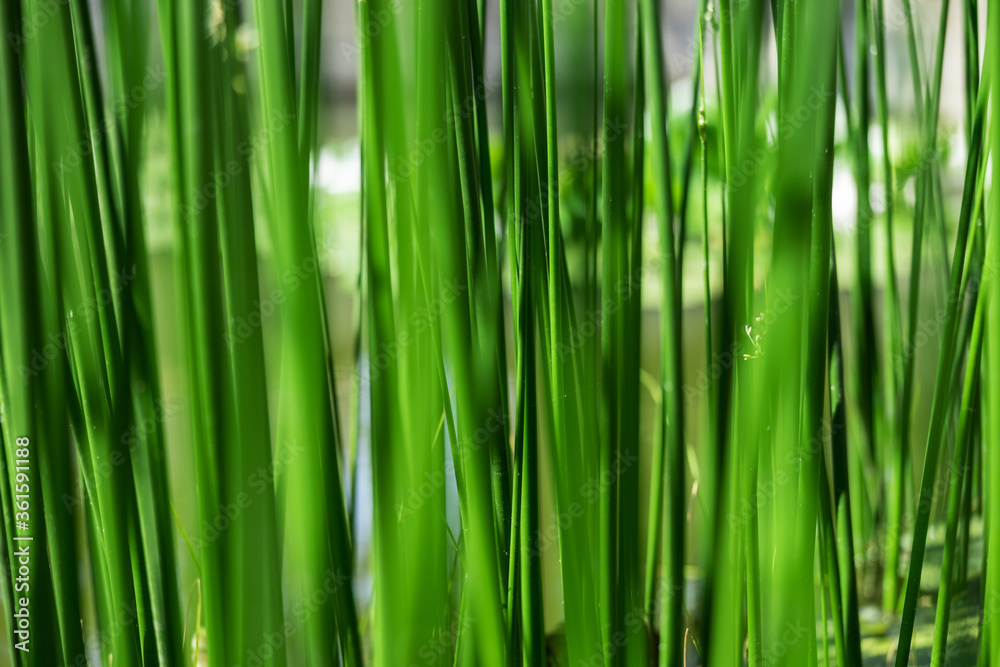 Sedge as a background, grows in the water of a small river. Close up photo. Beautiful green color.