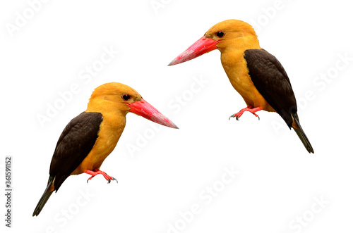 Brown-winged Kingfisher photo