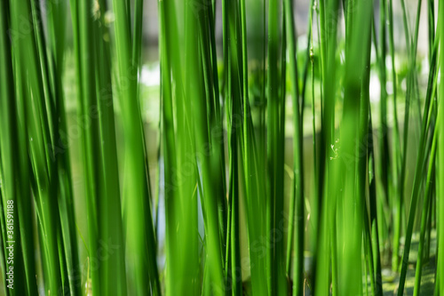Sedge as a background, grows in the water of a small river. Close up photo. Beautiful green color.