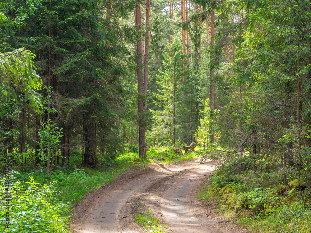 Fototapeta premium beautiful empty dirt road in green pine and spruce forest in summer. Natural background.