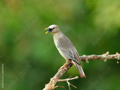 Chestnut-tailed Starling bird (Sturnus malabaricus) singing on the branch © prin79