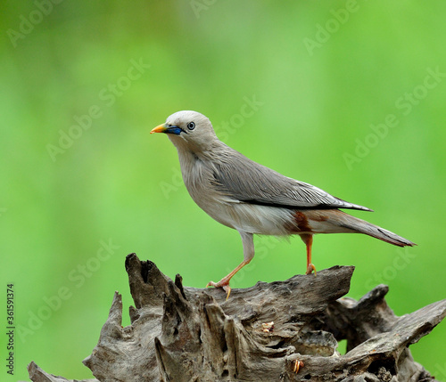 Chestnut-tailed Starling bird posting on the log (Sturnus malabaricus)