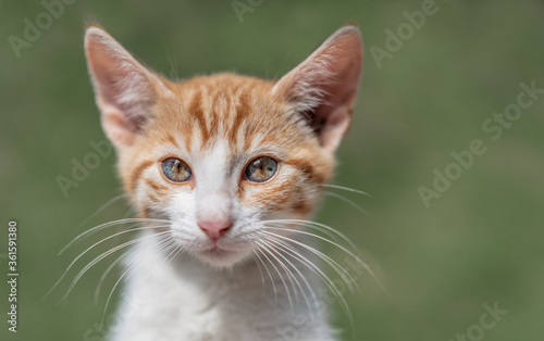 Porträt einer wunderschönen getigerten Katze mit unglaublichen Augen