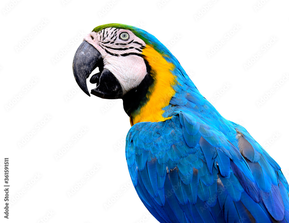 Fototapeta premium Closeup of blue and gold macaw bird isolated on white background, lovely parrot