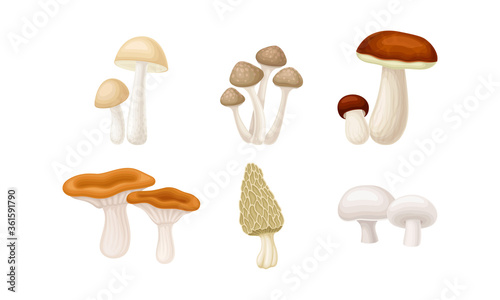 Different Forest Mushrooms or Toadstools with Stem and Cap Isolated on White Background Vector Set