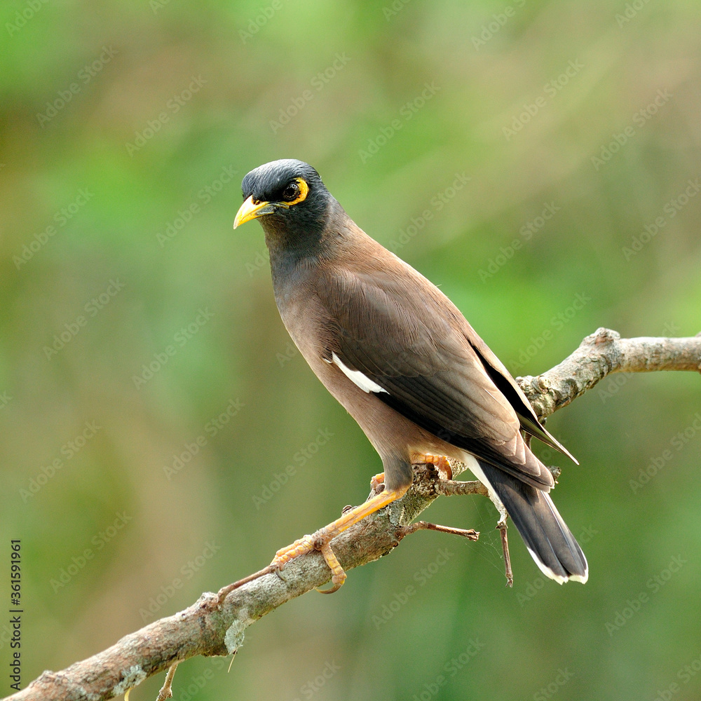 Fototapeta premium Common Myna bird (Acridotheres tristis) perching on a nice woodstick