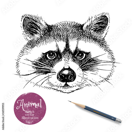 Hand drawn sketch raccoon head illustration. Isolated cute portrait on white background