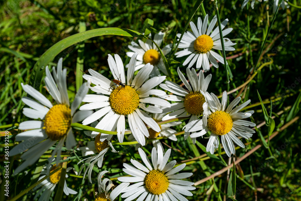 Obraz premium pâquerette ou marguerite 