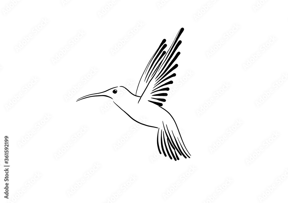 Obraz premium hummingbird on a white background