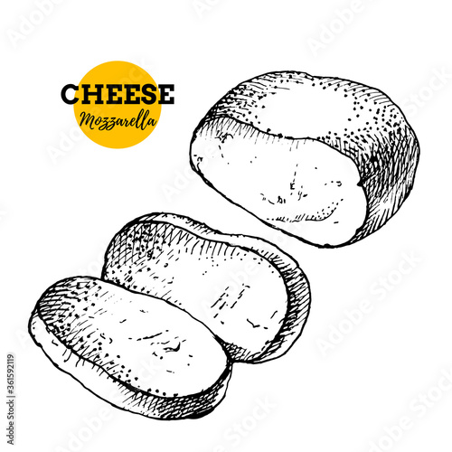 Hand drawn sketch cheese mozzarella background. Vector illustration of natural milk foods
