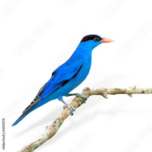 Fancy of Blue Bird (Black-naped Oriole) isolated on white background © prin79