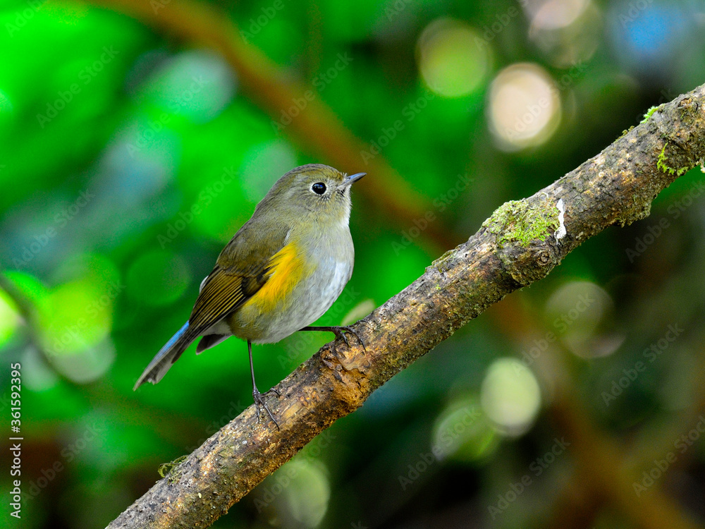 Female of Beautiful Blue Bird Orange-flanked Bush Robin (Tarsiger rufilatus) or so called Himalayan Bluetail bird Female of Beautiful Blue Bird Orange-flanked Bush Robin (Tarsiger rufilatus) or so called Himalayan Bluetail bird