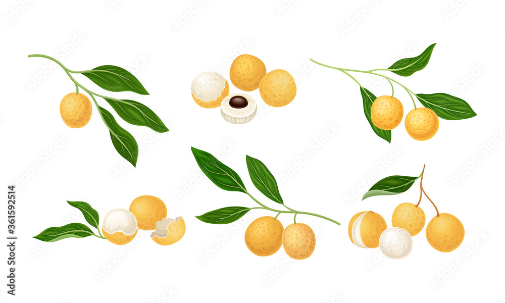 Longan Exotic Circular Fruit with Tan Peel and Translucent Flesh Vector Set Longan Exotic Circular Fruit with Tan Peel and Translucent Flesh Vector Set